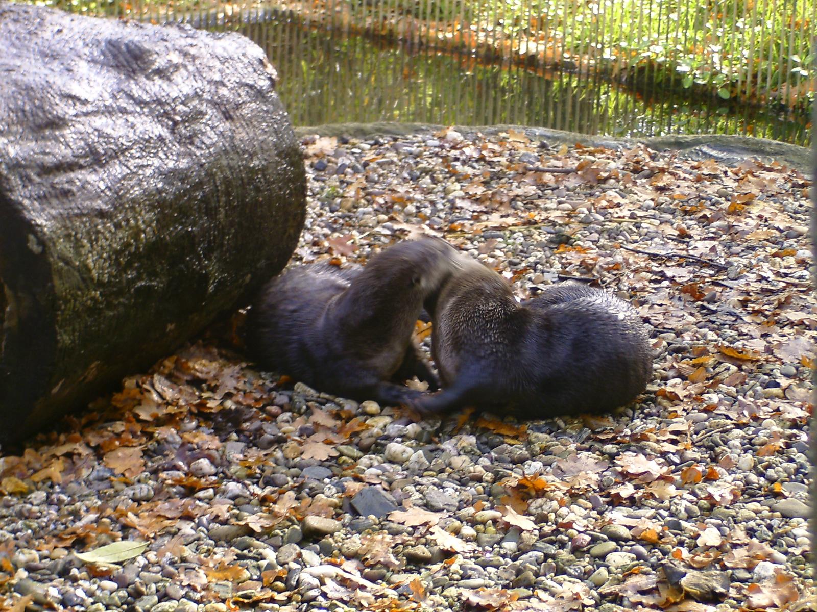 Zoom 18.10.08-072.jpg